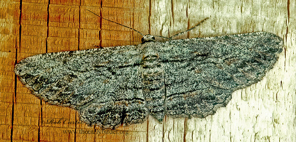 Iridopsis  BOARMIINI GEOMETRID MOTH 94009z