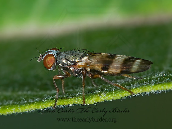 Chaetopsis masyla  PICTURE-WINGED FLY 6015739z