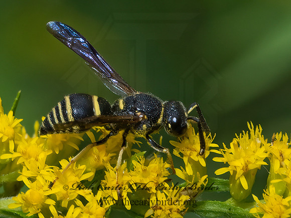 Euodynerus foraminatus  MASON WASP 3041595z