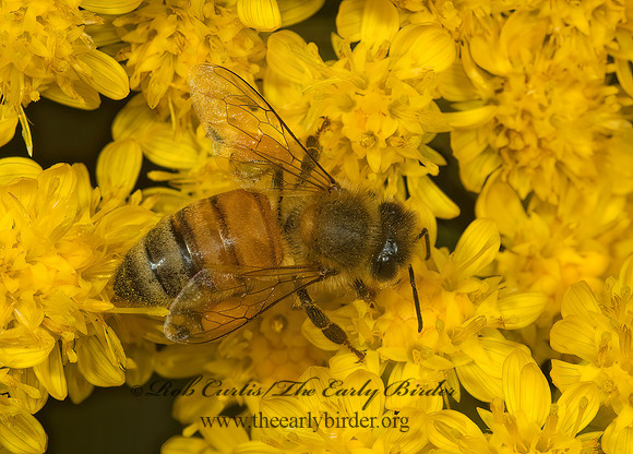 Apis mellifera  WESTERN HONEYBEE 5001680z