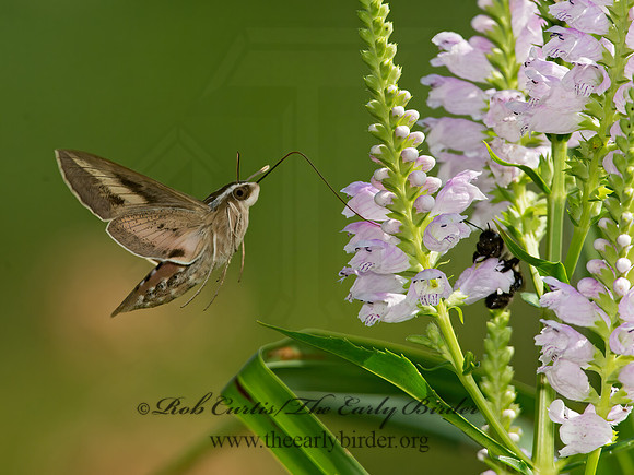 Hyles lineata  WHITE-LINED SPHINX 9014136 z