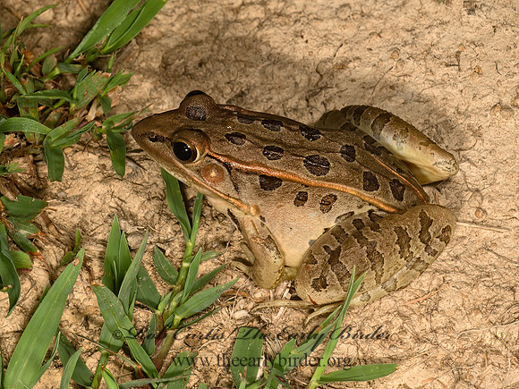 Lithobates sphenocephalus  SOUTHERN LEOPARD FROG 9048451 z