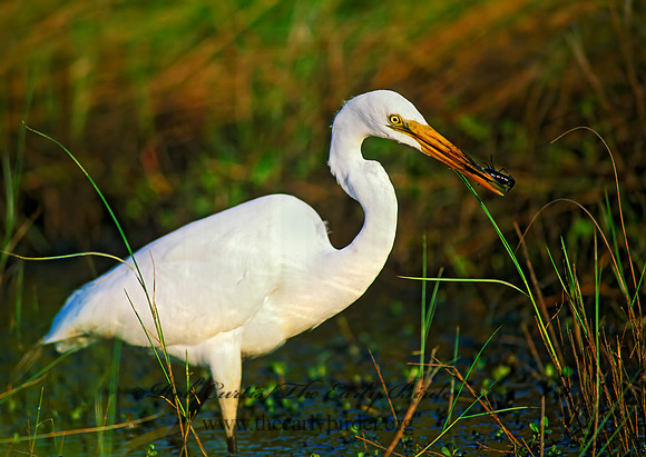 Ardea alba  GREAT EGRET 191821z