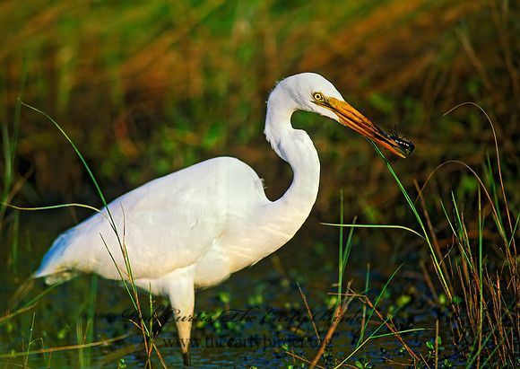 Ardea alba  GREAT EGRET 191821z,"1"