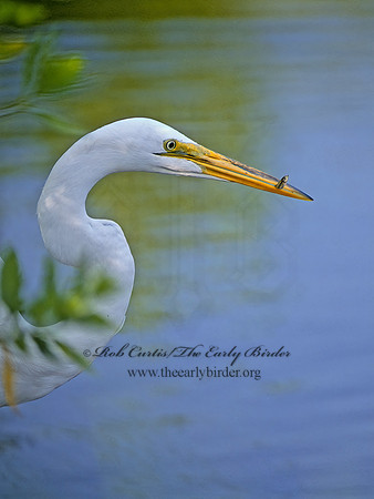 Ardea alba  GREAT EGRET 66714z