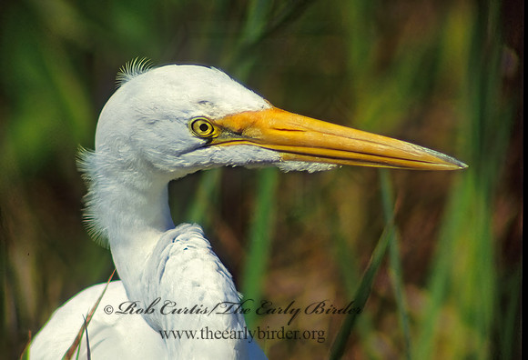 Ardea alba  GREAT EGRET 18027z