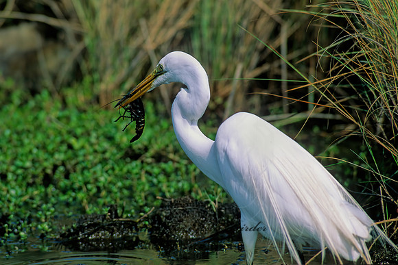 Ardea alba  GREAT EGRET 192407z