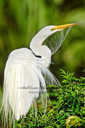 Ardea alba  GREAT EGRET 256234z