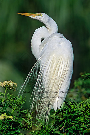 Ardea alba  GREAT EGRET 256301z