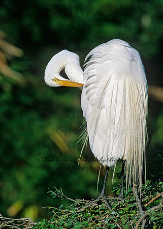 Ardea alba  GREAT EGRET 256307z