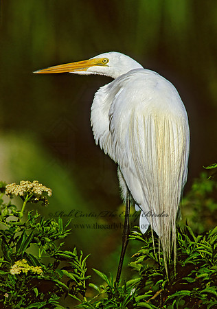 Ardea alba  GREAT EGRET 256236z
