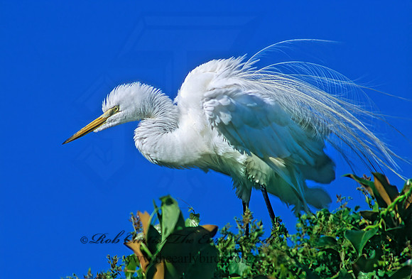 Ardea alba  GREAT EGRET 256310z