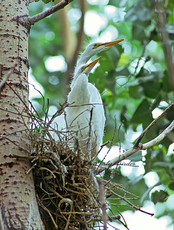 Ardea alba  GREAT EGRET 77125z