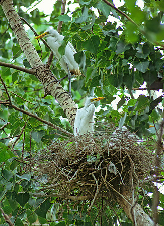 Ardea alba  GREAT EGRET 77111z