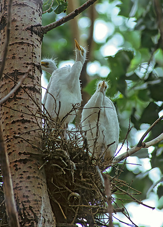 Ardea alba  GREAT EGRET 77127z