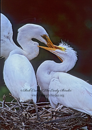 Ardea alba  GREAT EGRET 256121z