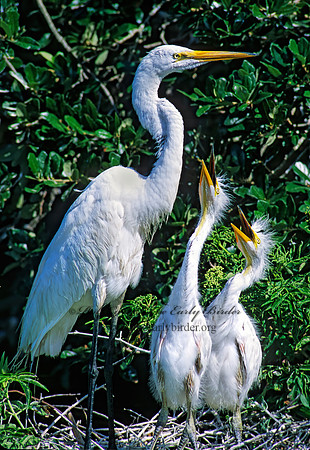 Ardea alba  GREAT EGRET 256312z