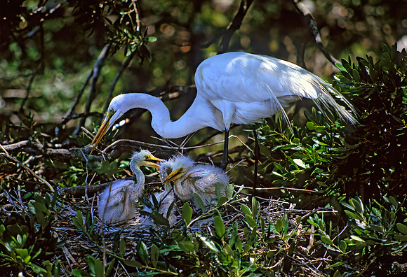 Ardea alba  GREAT EGRET 274705z