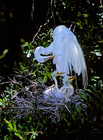 Ardea alba  GREAT EGRET 274706z