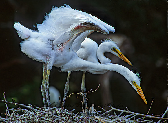 Ardea alba  GREAT EGRET 275001z