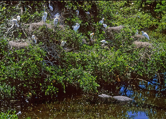 Ardea alba  GREAT EGRET 274631z
