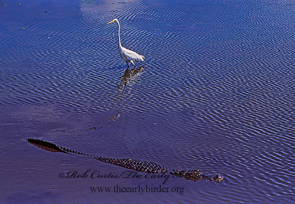 Ardea alba  GREAT EGRET 273205z