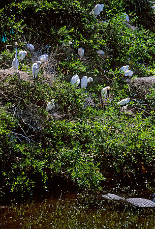 Ardea alba  GREAT EGRET 274632z