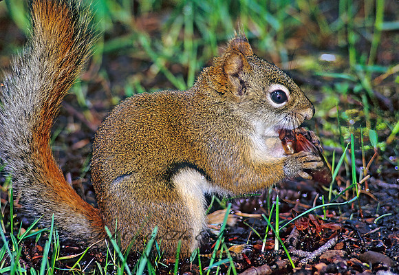 Tamiasciurus hudsonicus  AMERICAN RED SQUIRREL  234020 z