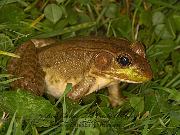 Lithobates clamitans  GREEN FROG 3041877z