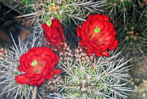 Echinocereus triglochidiatus  CLARET CUP CACTUS 75837z