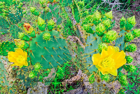 Opuntia compressa  EASTERN PRICKLY PEAR CACTUS 49524z