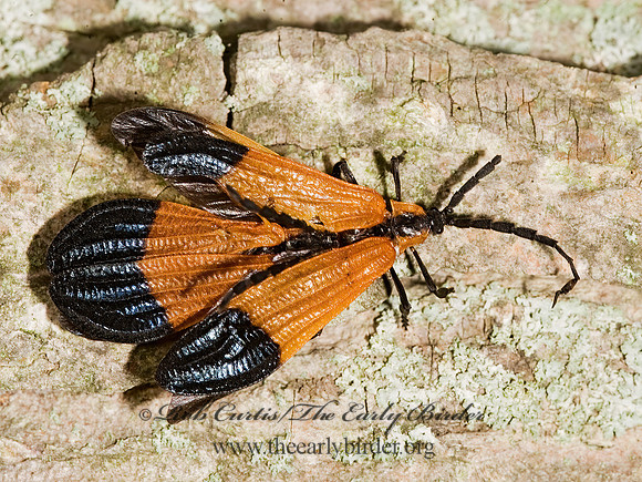 Calopteron terminale 8016423z