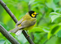 Setophaga citrina HOODED WARBLER 8028271z