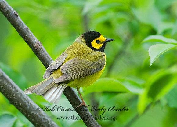 Setophaga citrina  HOODED WARBLER 8028271z