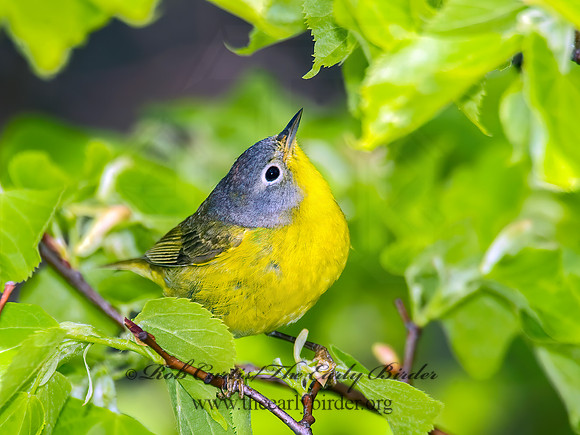 Oreothlypis ruficapilla  NASHVILLE WARBLER 8003504 z