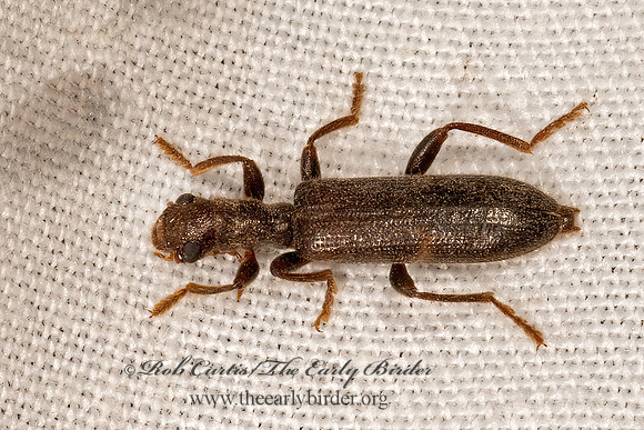 Cymatodera  CHECKERED BEETLE 3036553z