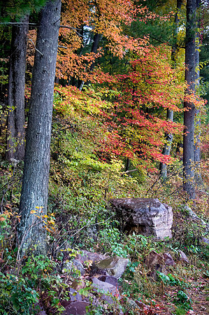 FALL COLORS  8019038z
