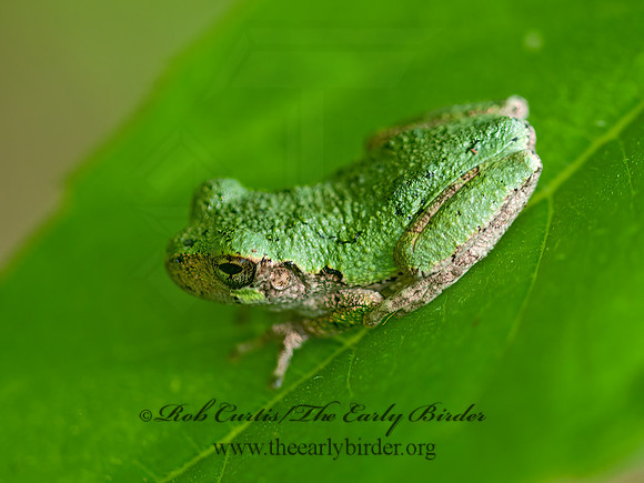 Dryphytes versicolor  GRAY TREE FROG 3016829 z