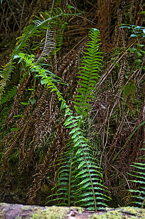 Polystichum munitum  WESTERN SWORD FERN 9059242z