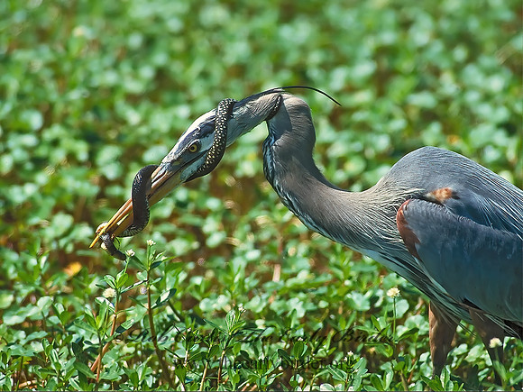Ardea herodias  GREAT BLUE HERON 184802 -snake CURTISz