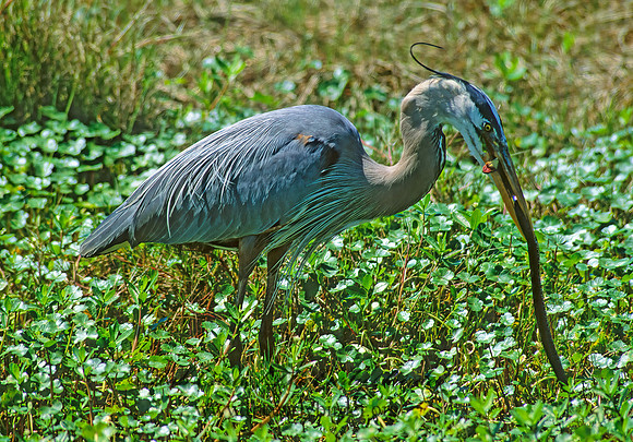 Ardea herodias  GREAT BLUE HERON 185019z