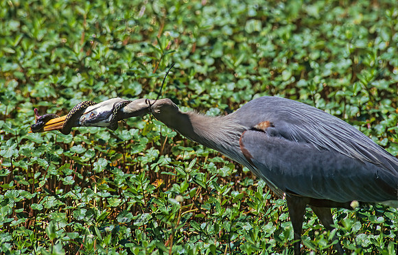 Ardea herodias  GREAT BLUE HERON 184806z