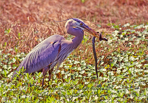 Ardea herodias  GREAT BLUE HERON 184912z