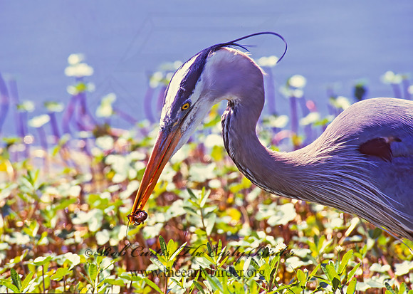 Ardea herodias  GREAT BLUE HERON 186933z