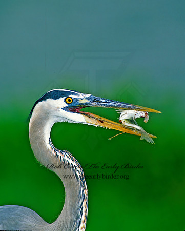 Ardea herodias  GREAT BLUE HERON 87404z