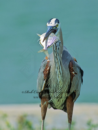 Ardea herodias  GREAT BLUE HERON 87503z