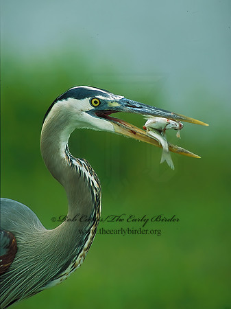 Ardea herodias  GREAT BLUE HERON 87408 -fish CURTISz
