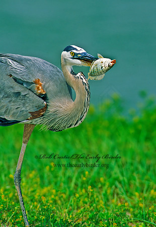 Ardea herodias  GREAT BLUE HERON 87424z