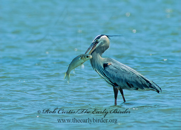 Ardea herodias  GREAT BLUE HERON 192419z