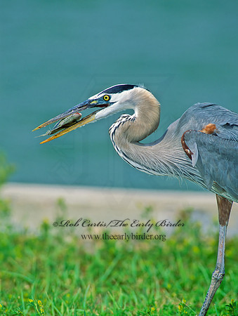 Ardea herodias  GREAT BLUE HERON 87501z